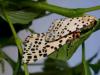 Spilosoma multiguttata